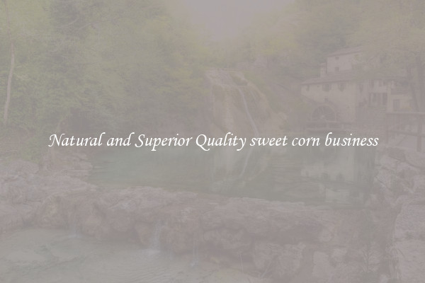 Natural and Superior Quality sweet corn business